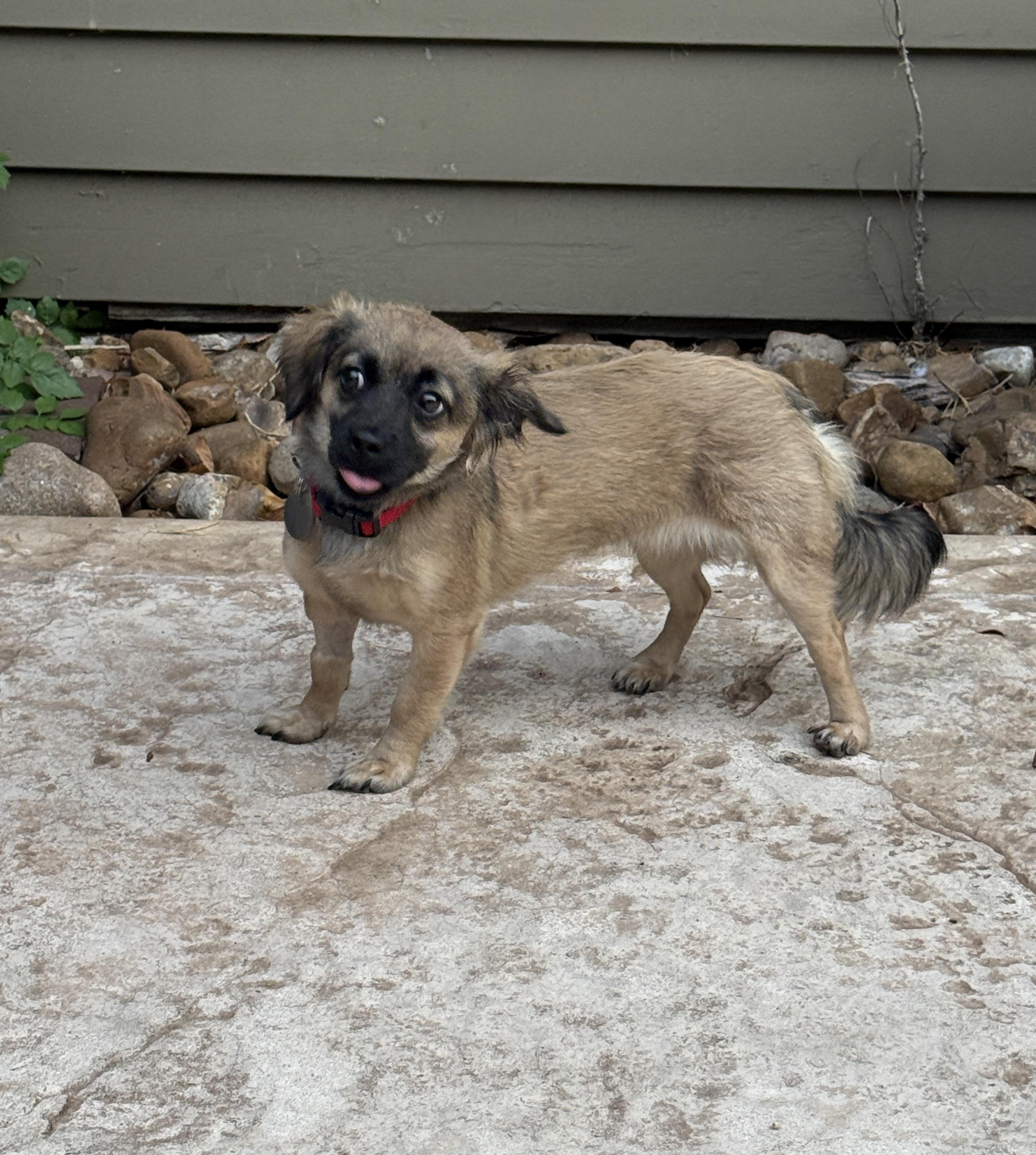 Enlarge Grizzy, a ADOPTABLE mixed breed in Houston, TX image 3/6