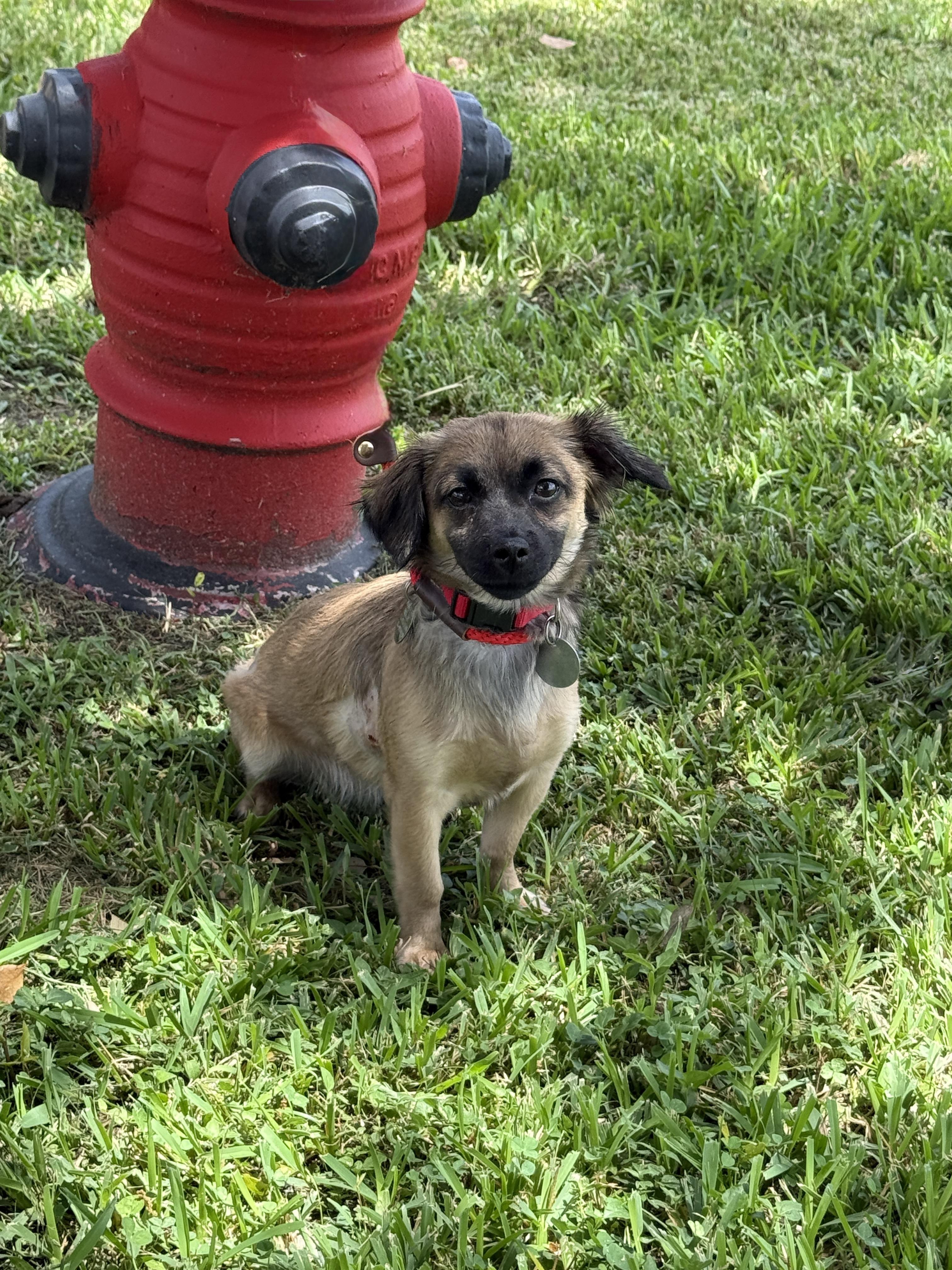 Grizzy, ADOPTABLE, Puppy Female Chiweenie.