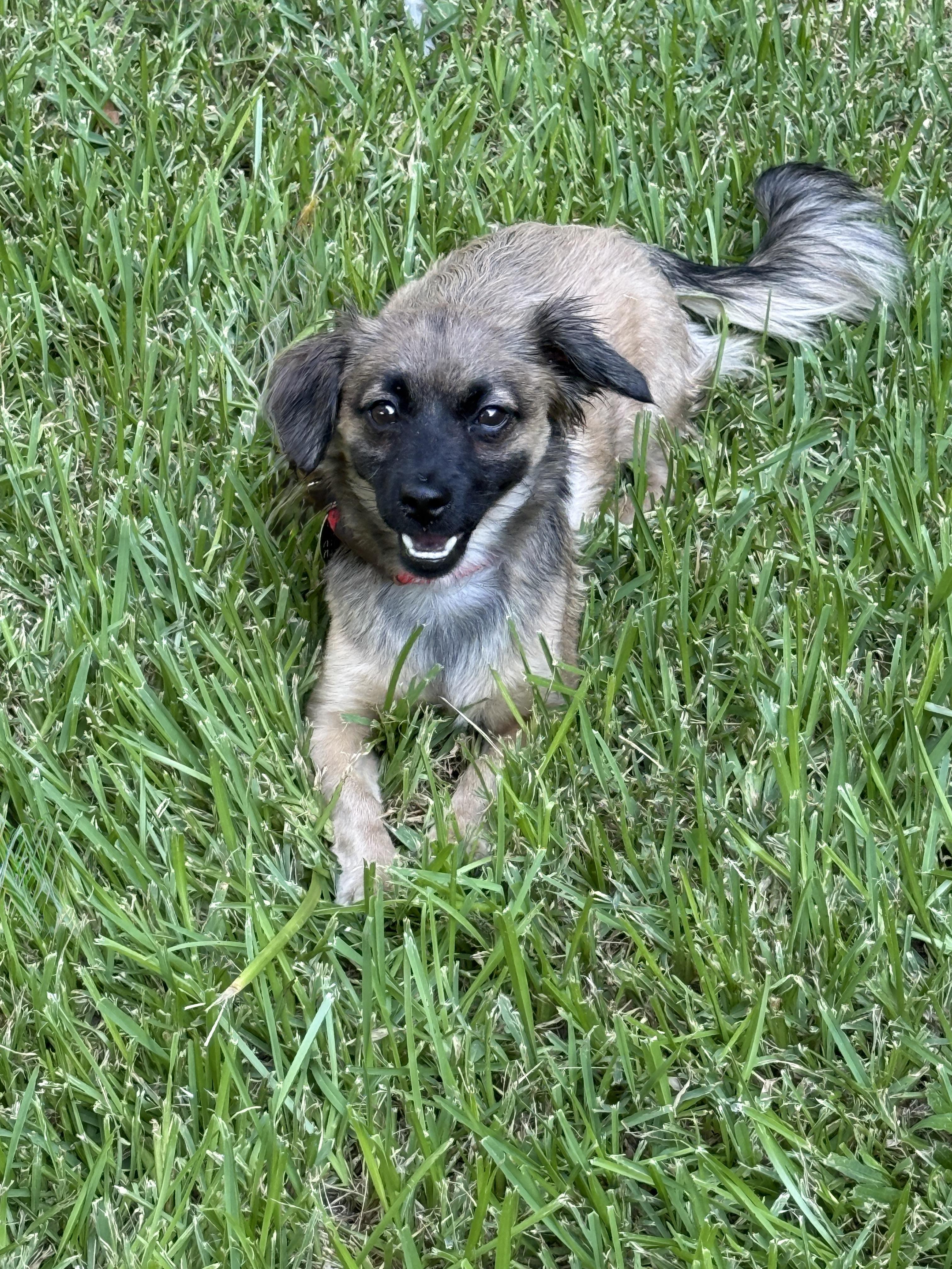 Grizzy, a ADOPTABLE mixed breed in Houston, TX image 3/5