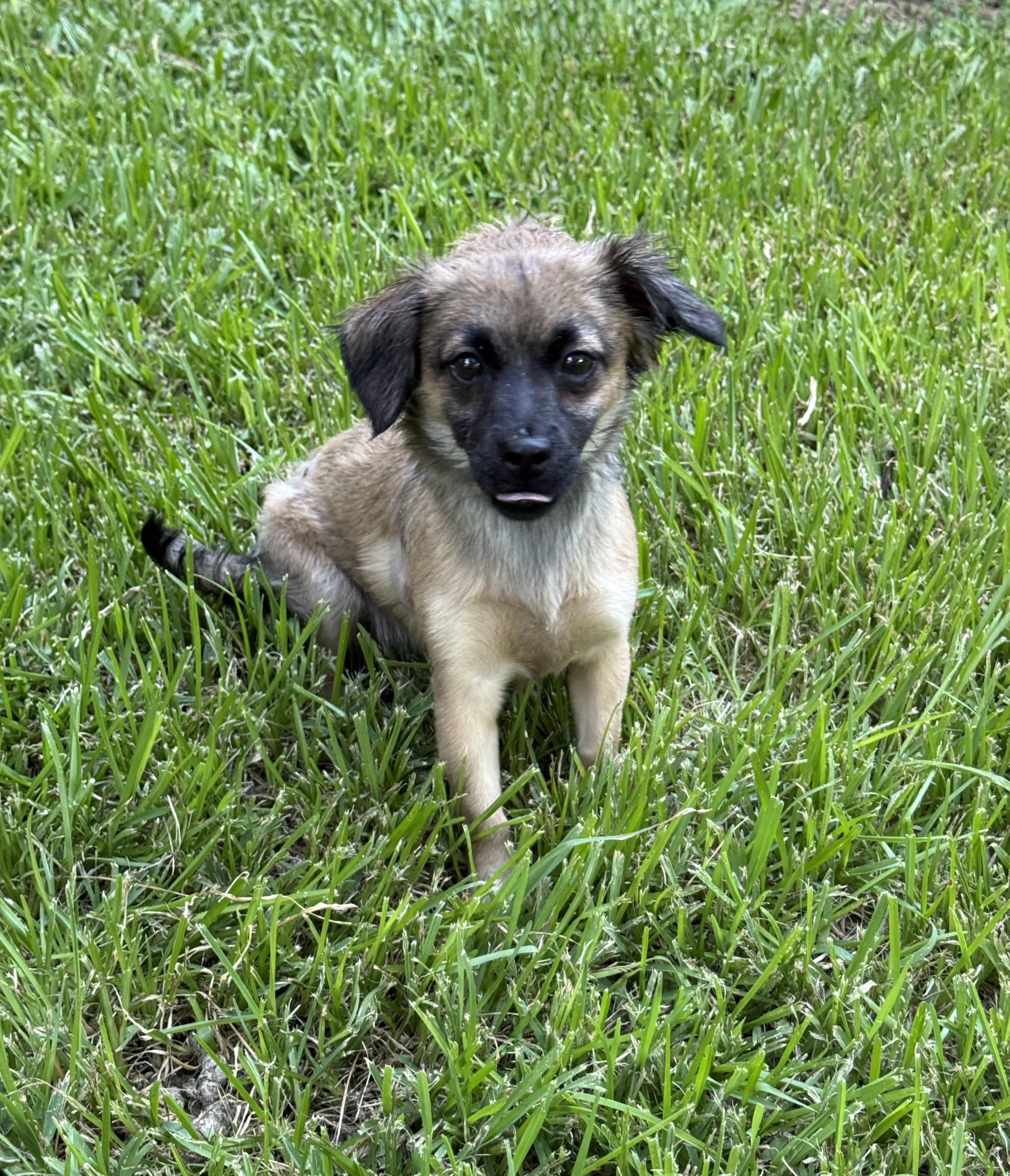 Grizzy, a ADOPTABLE mixed breed in Houston, TX image 4/5