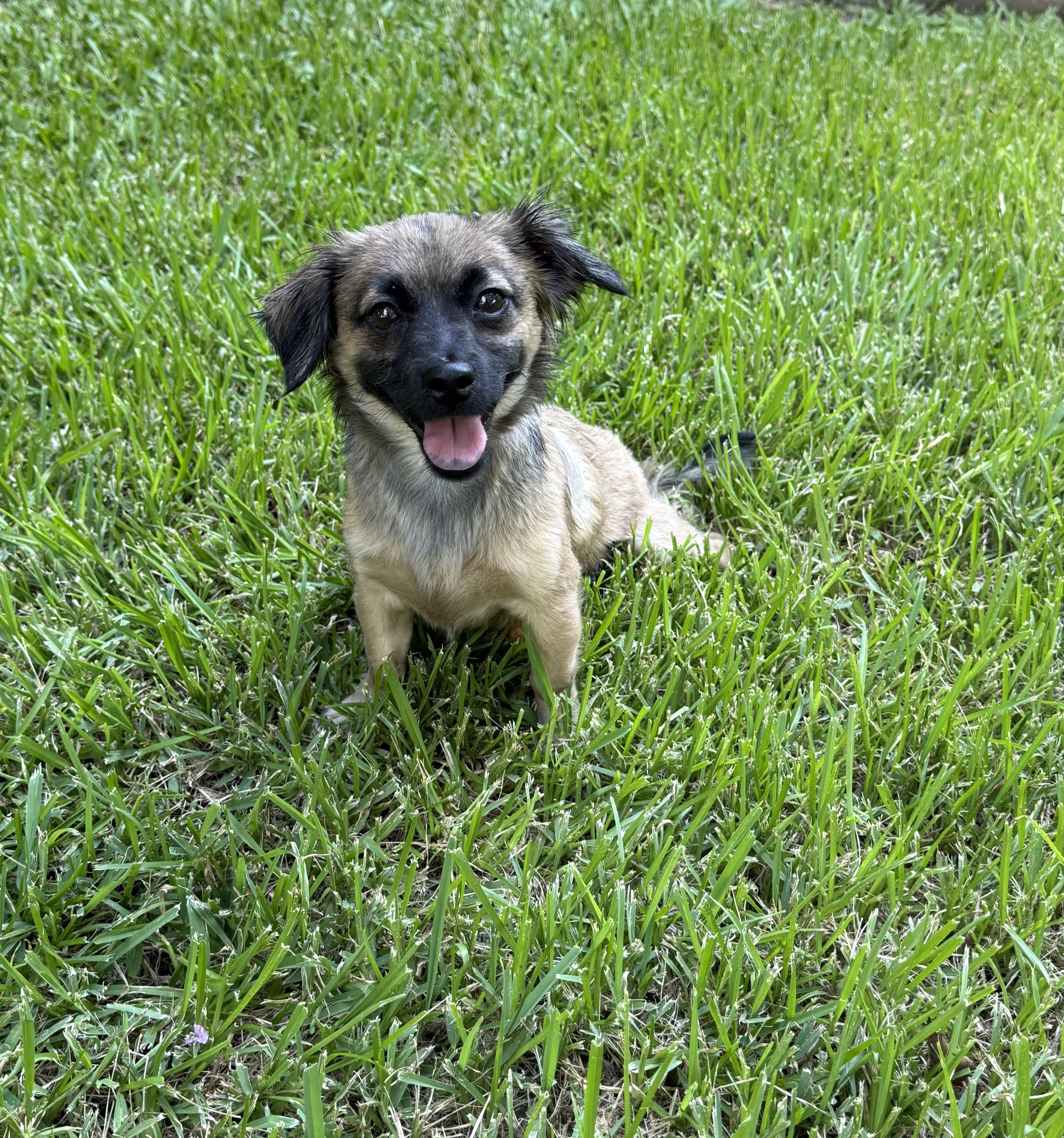 Grizzy, a ADOPTABLE mixed breed in Houston, TX image 2/5