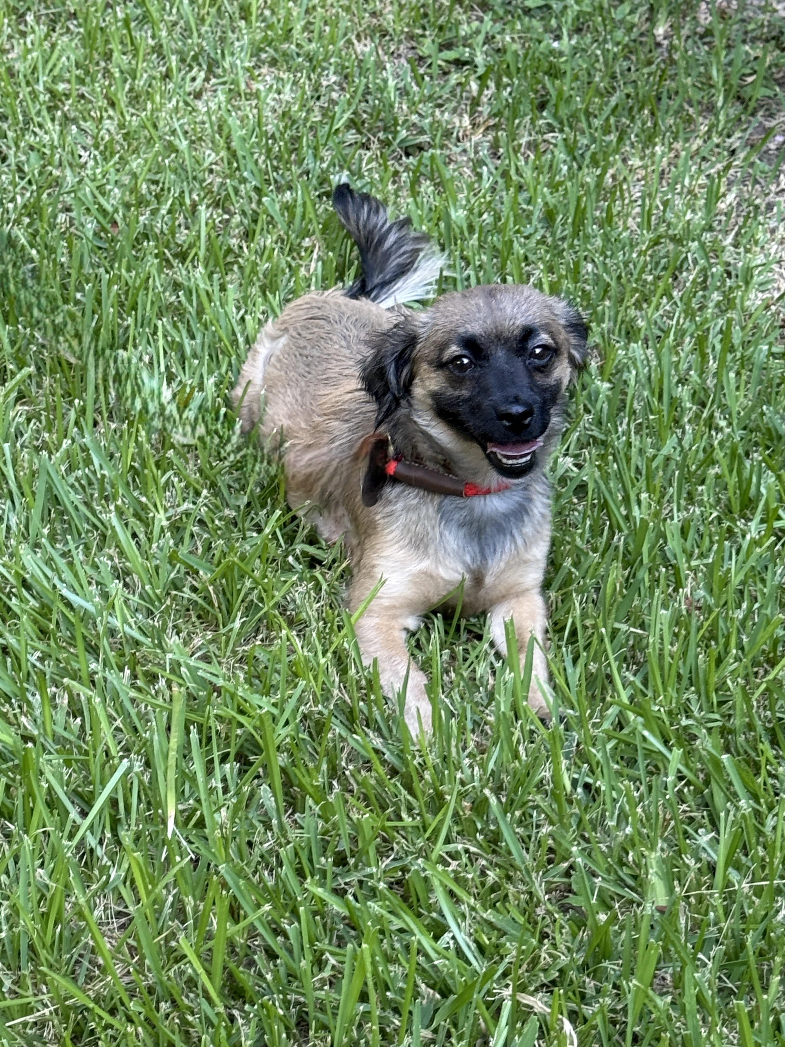 Grizzy, a ADOPTABLE mixed breed in Houston, TX image 5/5
