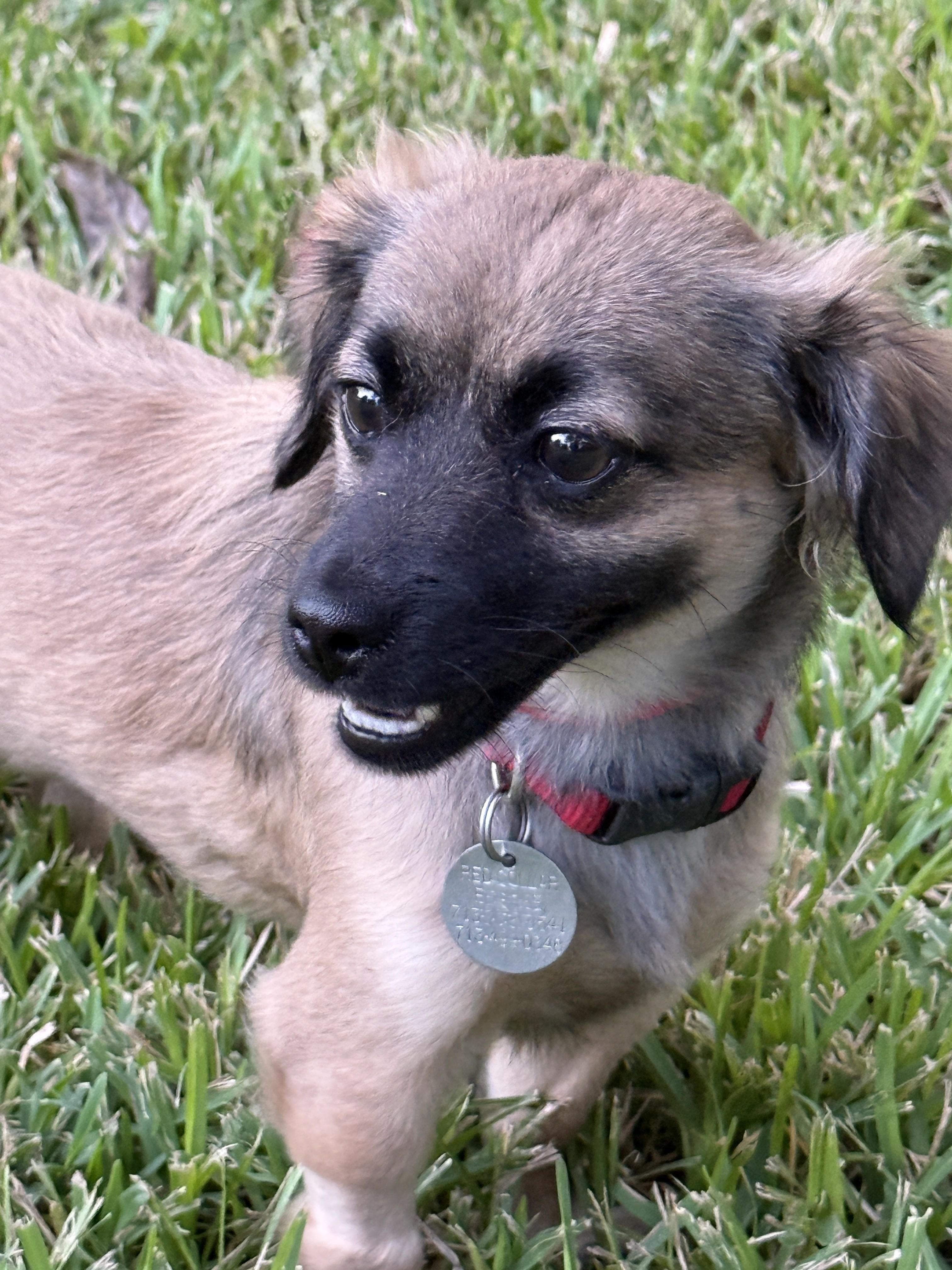 Enlarge Grizzy, a ADOPTABLE mixed breed in Houston, TX image 5/6