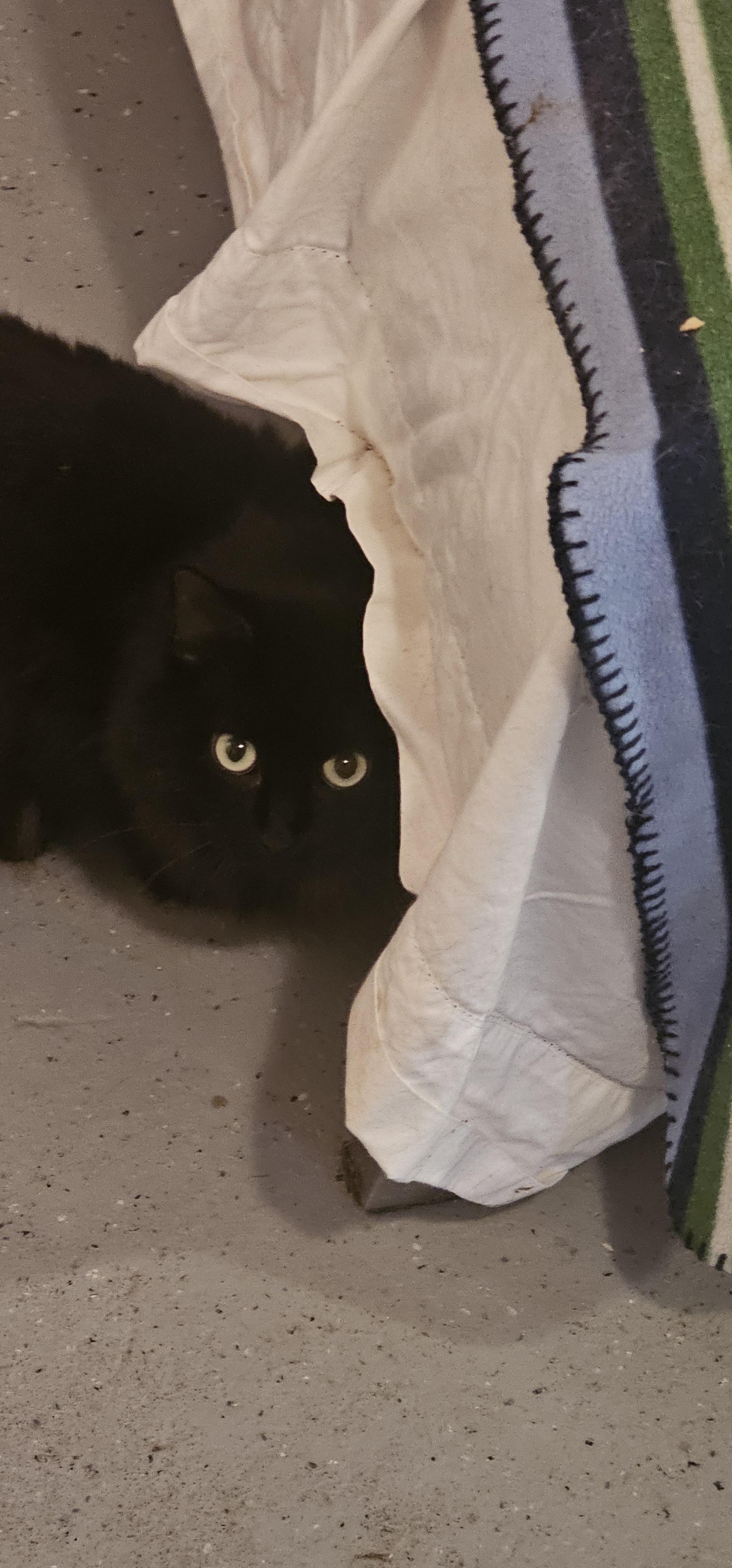 Mia, Adoptable, Adult Female Domestic Long Hair.