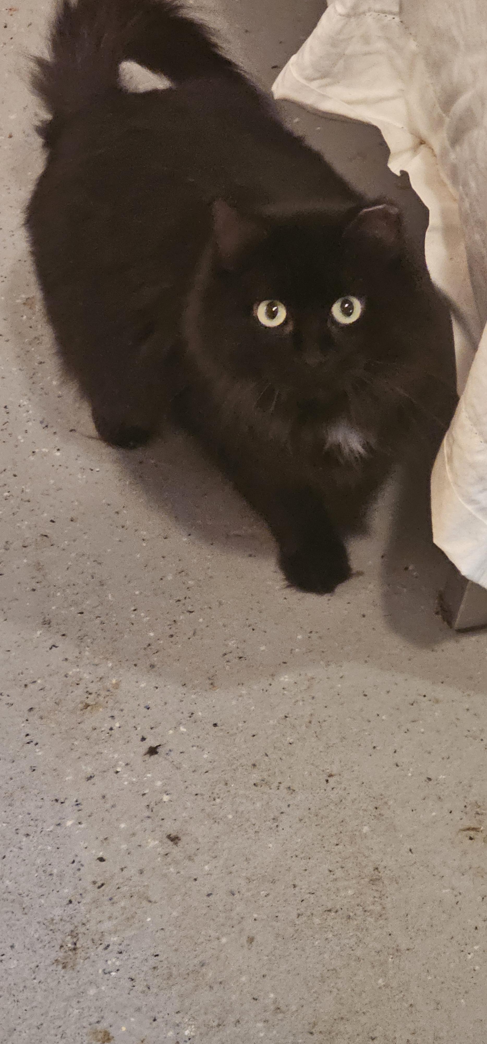 Enlarge Mia, a Adoptable Domestic Long Hair in Hazlet, NJ image 2/2