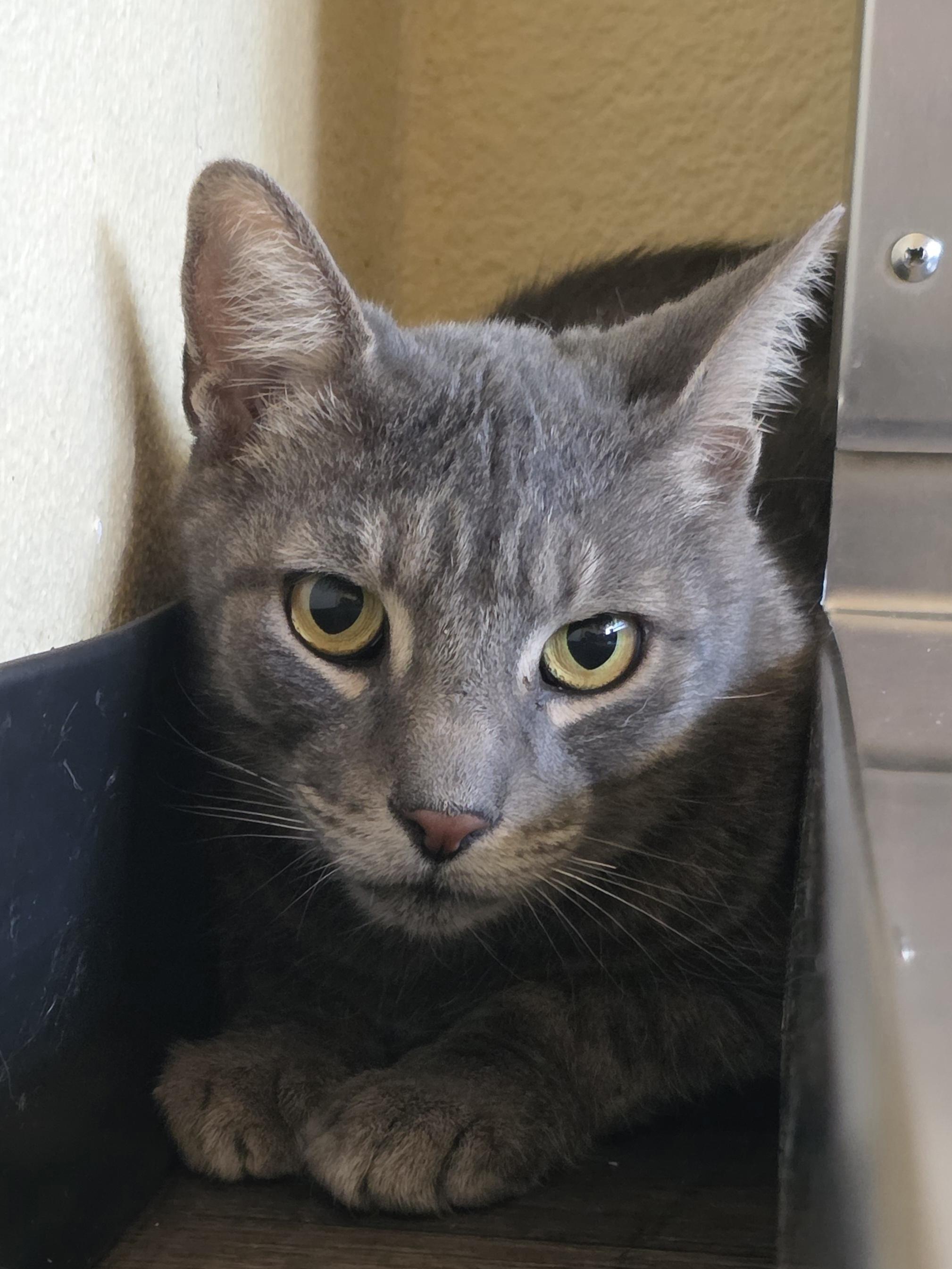 Thunder, ADOPTABLE, Adult Male Domestic Short Hair.