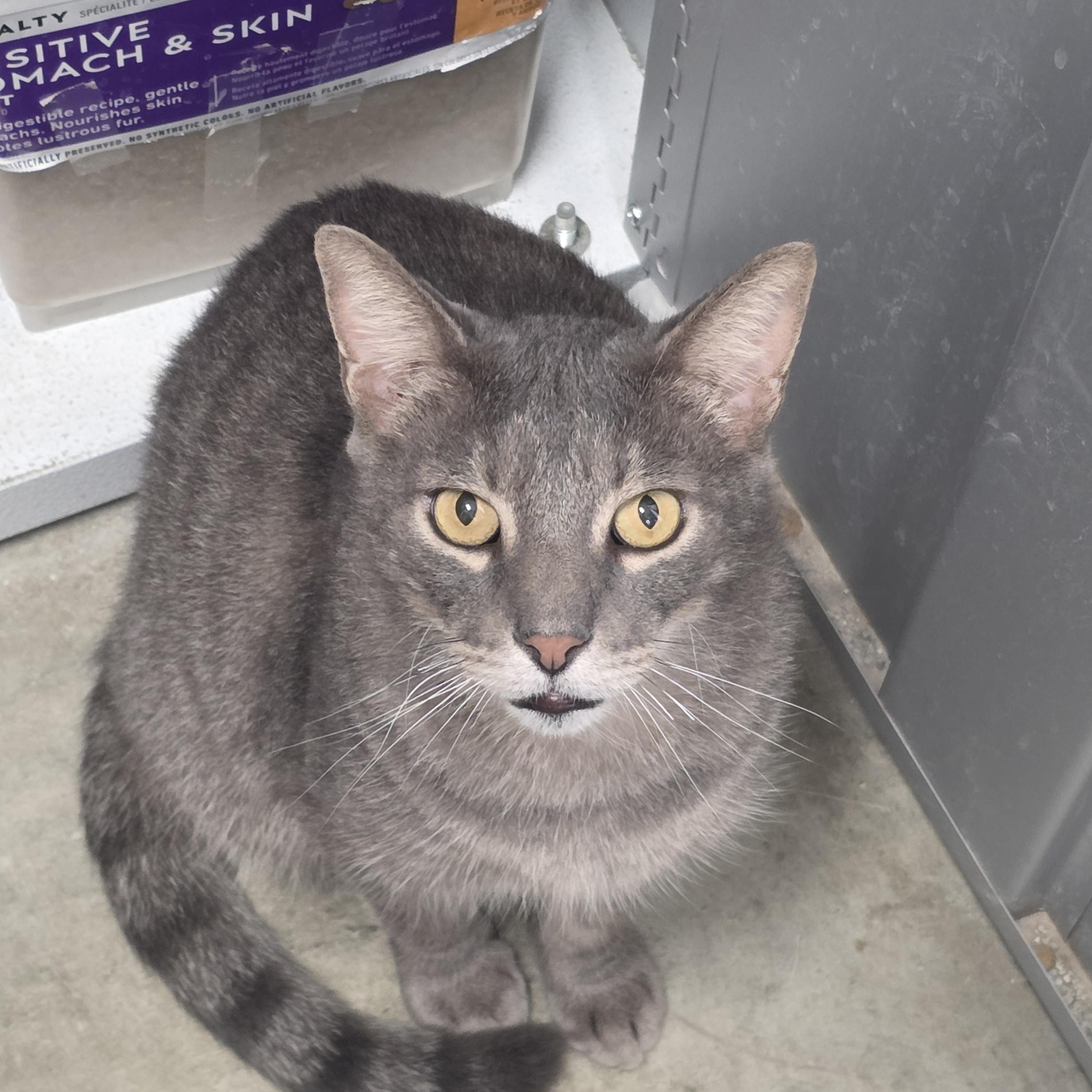 Thunder, Adoptable, Adult Male Domestic Short Hair.