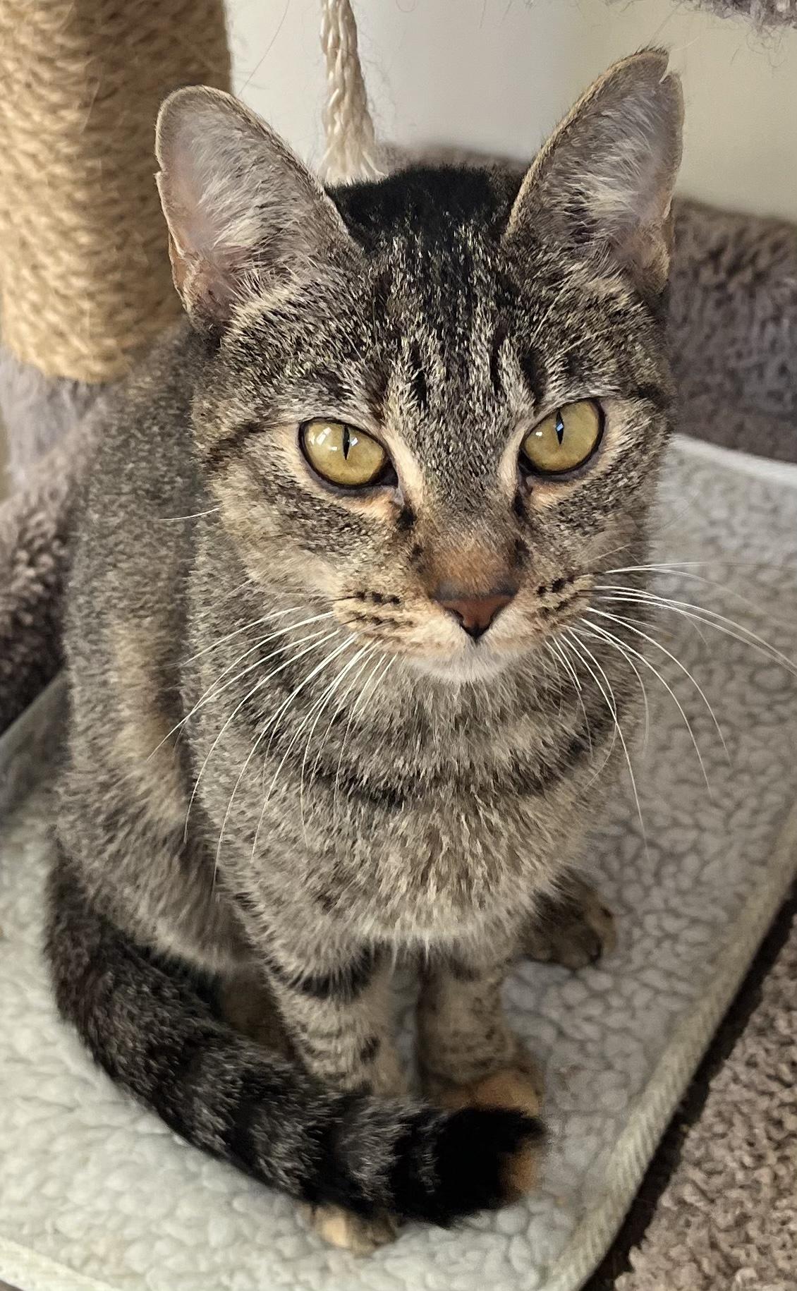 Chloe, Adoptable, Young Female Tabby.