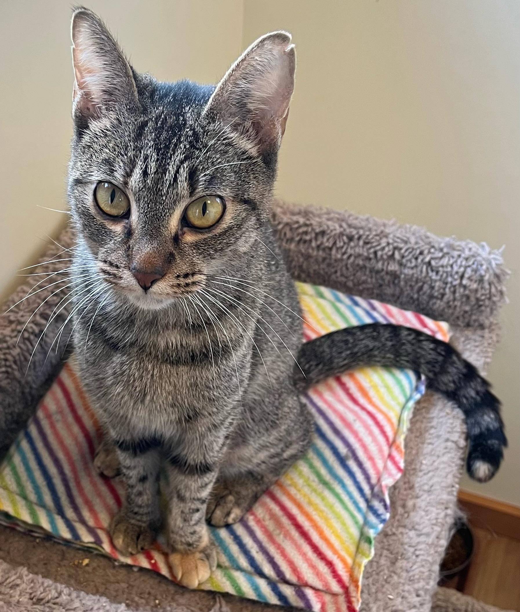 Chloe, a Adoptable mixed breed in Bow, WA image 2/2