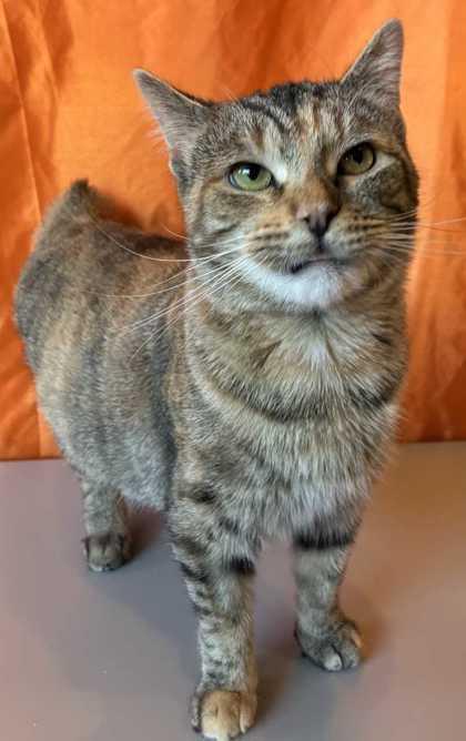 Enlarge Marge Simpson, a Adoptable mixed breed in New Albany, IN image 1/3
