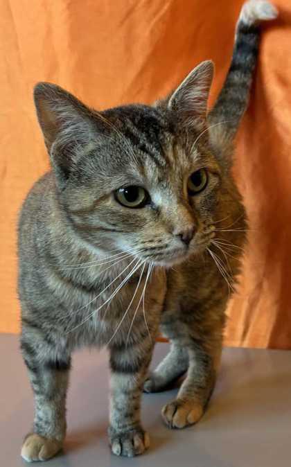 Enlarge Marge Simpson, a Adoptable mixed breed in New Albany, IN image 2/3
