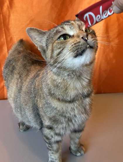 Enlarge Marge Simpson, a Adoptable mixed breed in New Albany, IN image 3/3