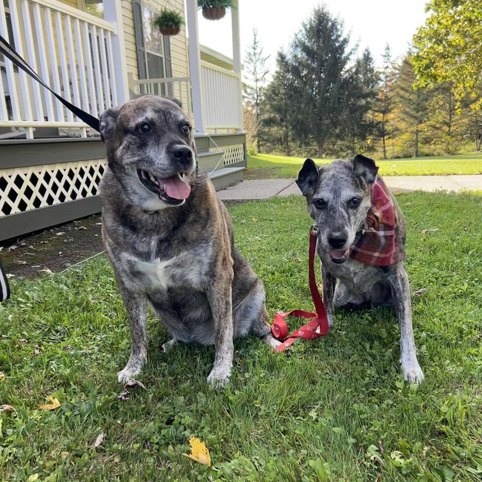 Dakota & Cheyene, Adoptable, Senior Female Mixed Breed.