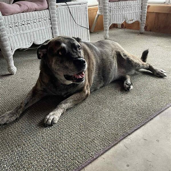 Enlarge Dakota & Cheyene, a Adoptable mixed breed in Cooperstown, NY image 3/4