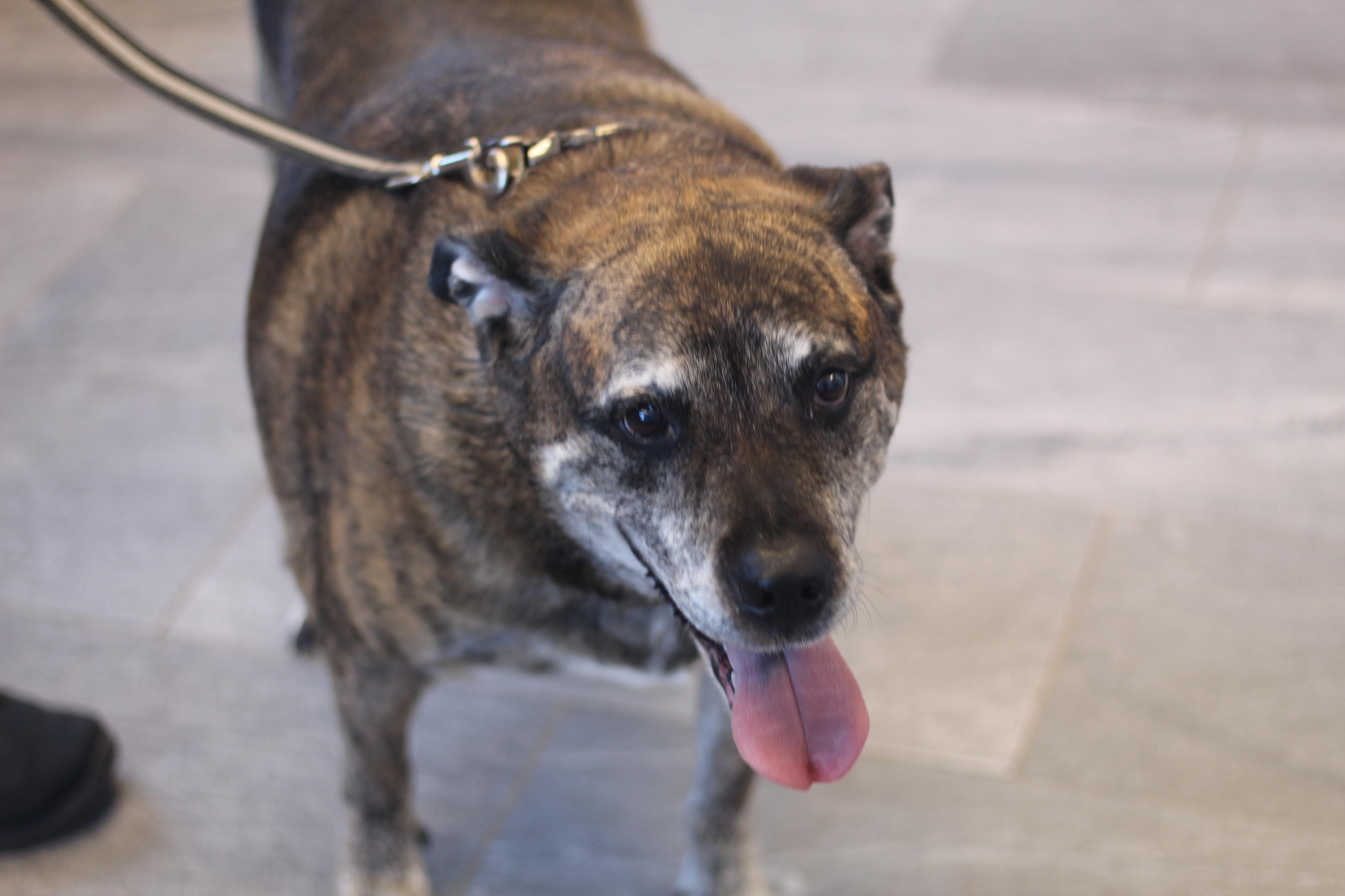 Enlarge Dakota & Cheyene, a Adoptable mixed breed in Cooperstown, NY image 4/4