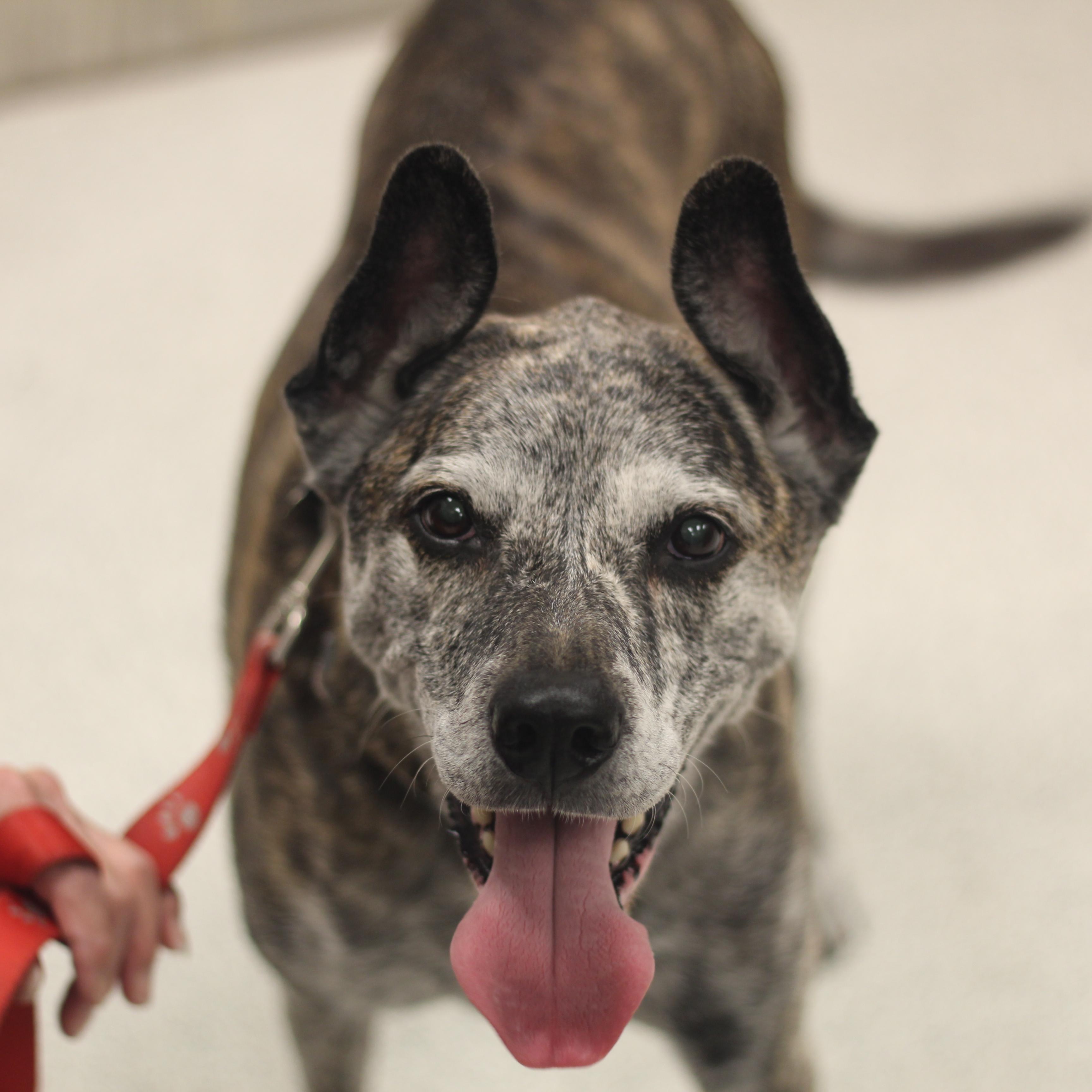 Enlarge Dakota & Cheyene, a Adoptable mixed breed in Cooperstown, NY image 2/4