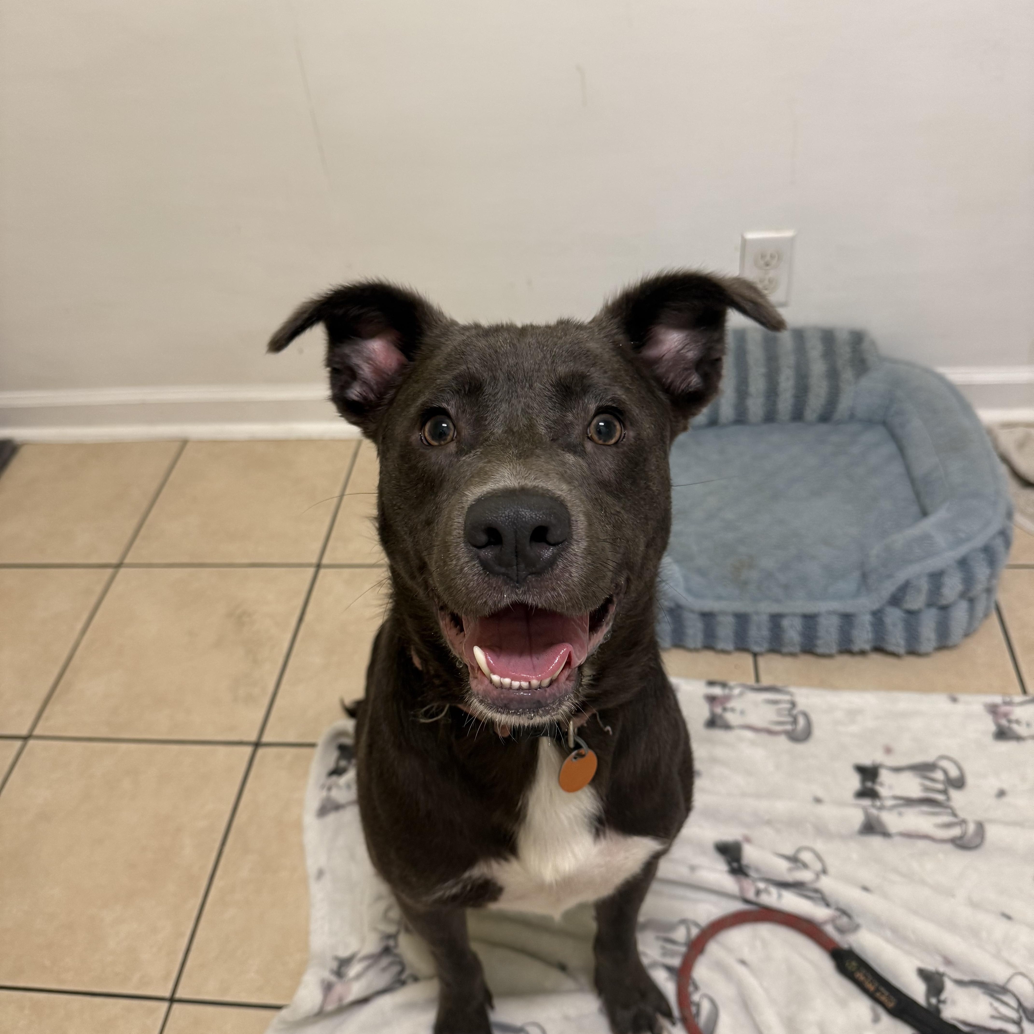 Oscar, ADOPTABLE, Adult Male Pit Bull Terrier.
