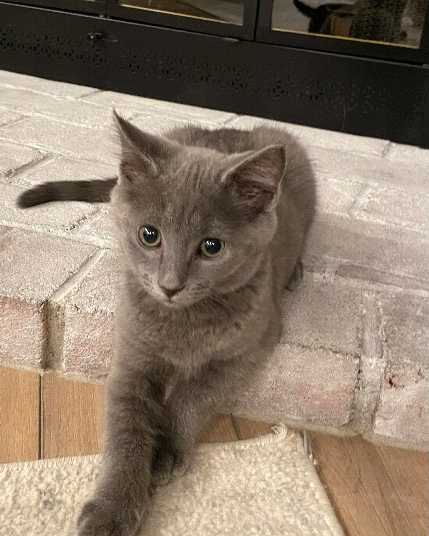 Enlarge Wilbur, a Adopted Russian Blue in Gahanna, OH image 1/1