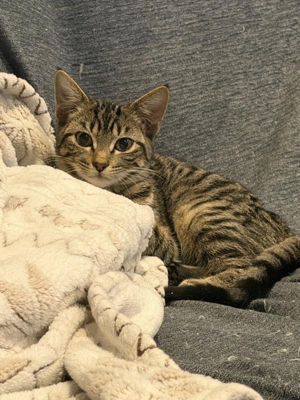 Tiny Tina, Adoptable, Young Female Tabby & Domestic Short Hair.