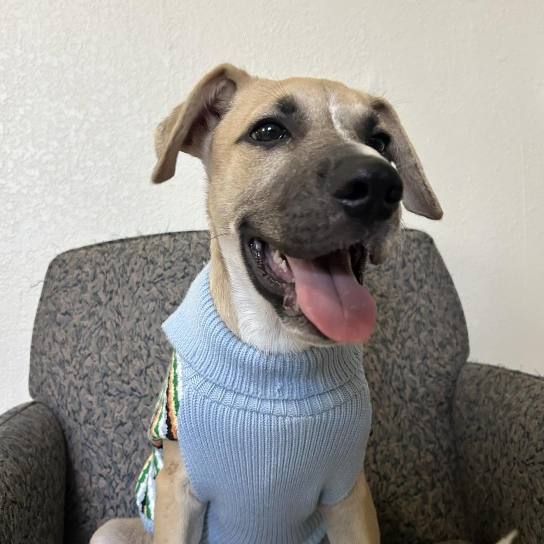 Rowan, Adoptable, Puppy Male German Shepherd Dog.