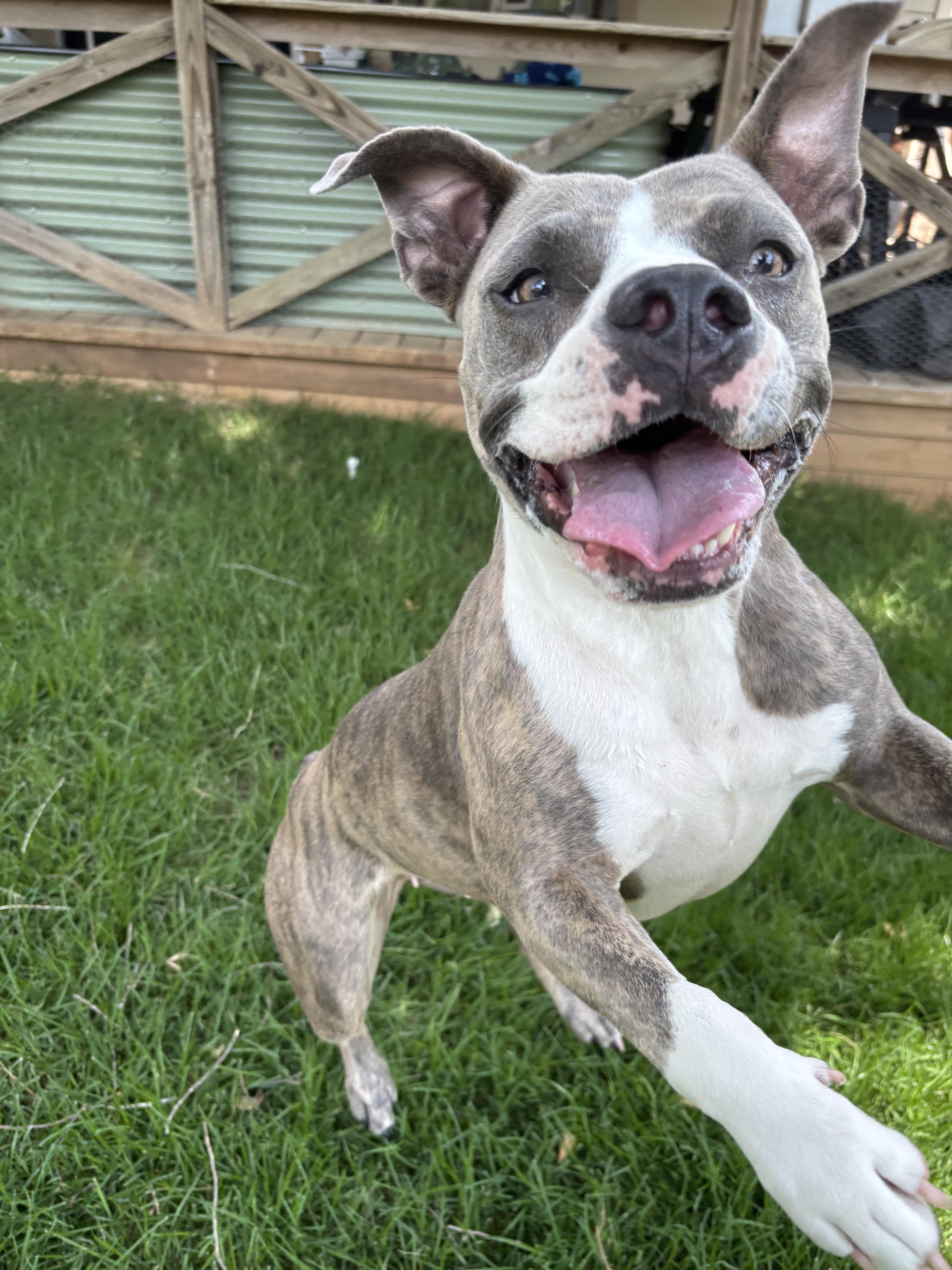 Enlarge Susie, a Adoptable mixed breed in Georgetown, TX image 1/6