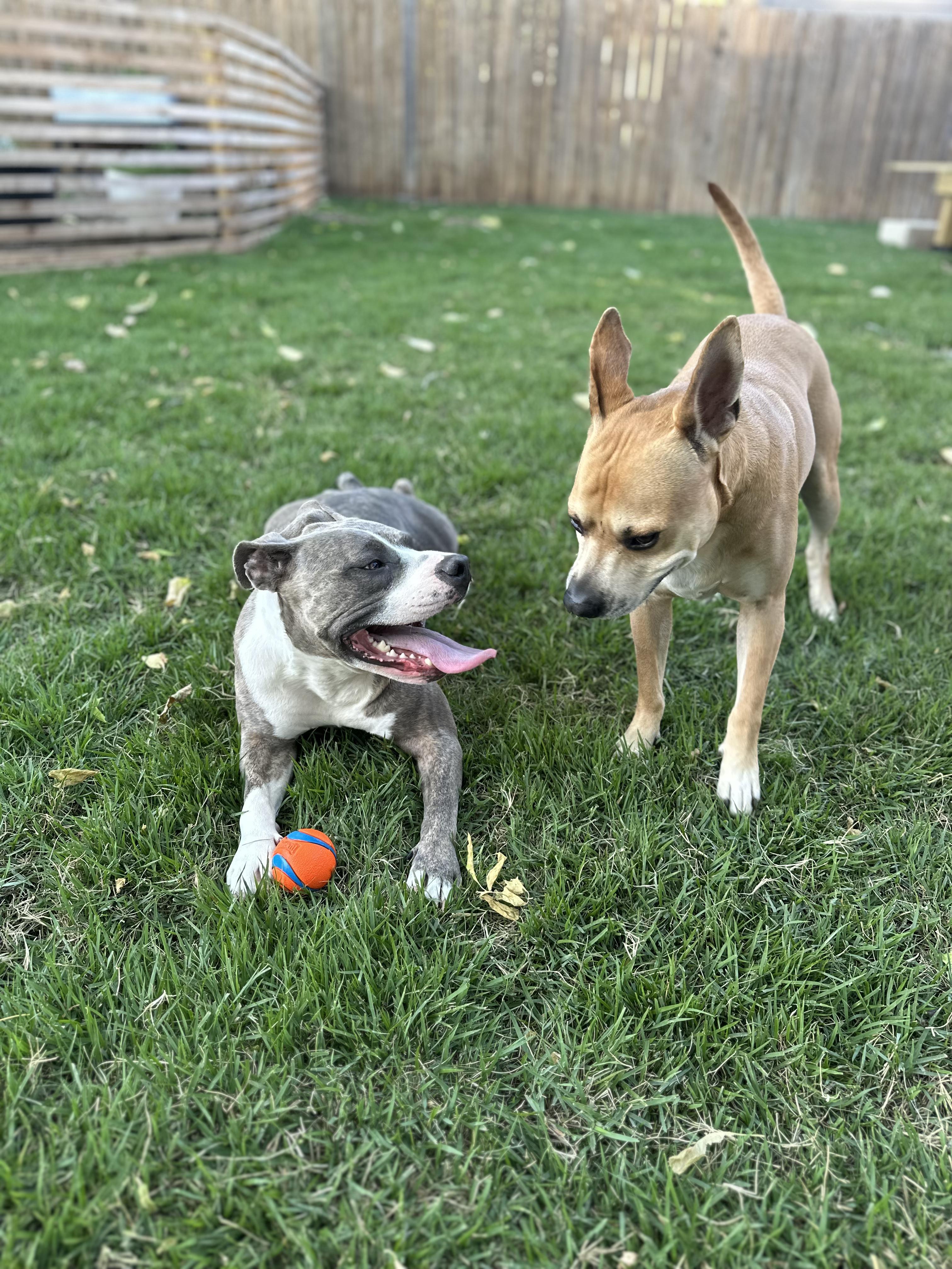 Enlarge Susie, a Adoptable mixed breed in Georgetown, TX image 2/6