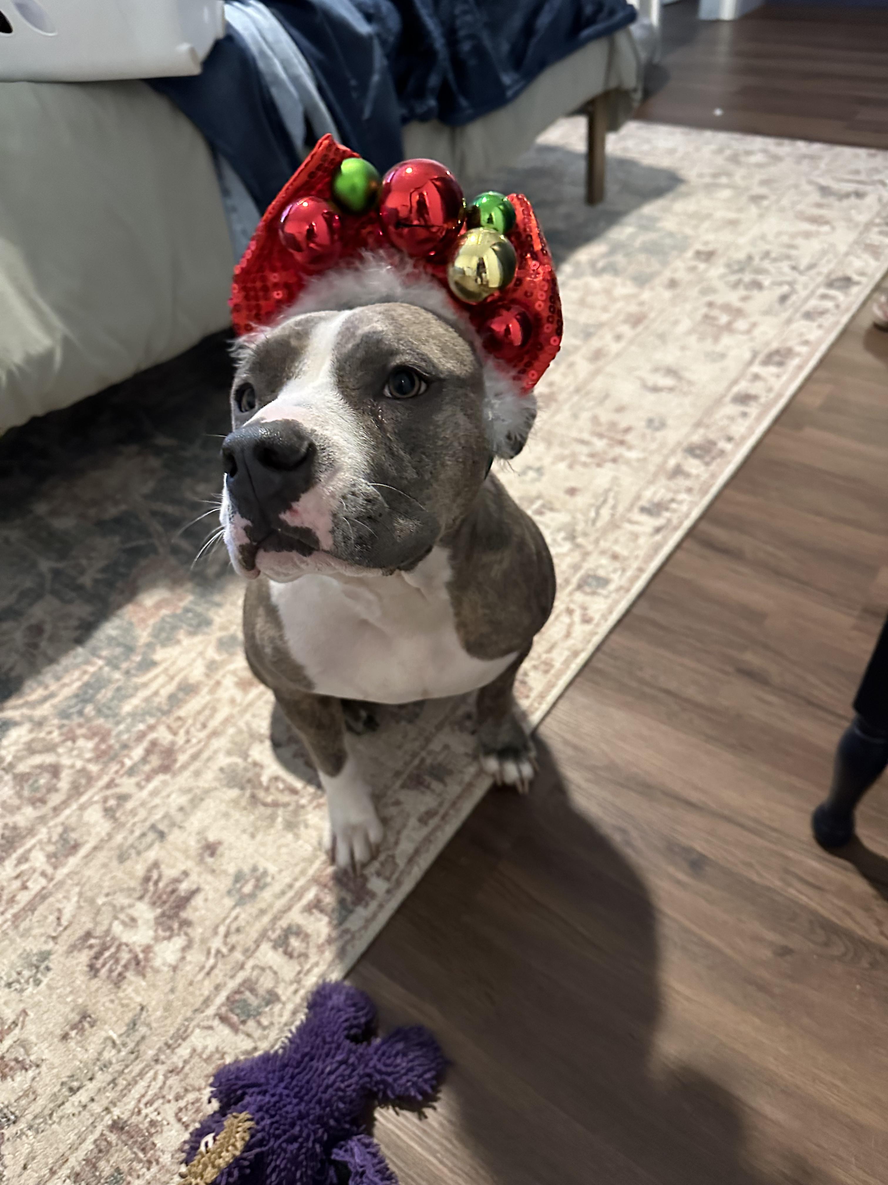 Enlarge Susie, a Adoptable mixed breed in Georgetown, TX image 3/6