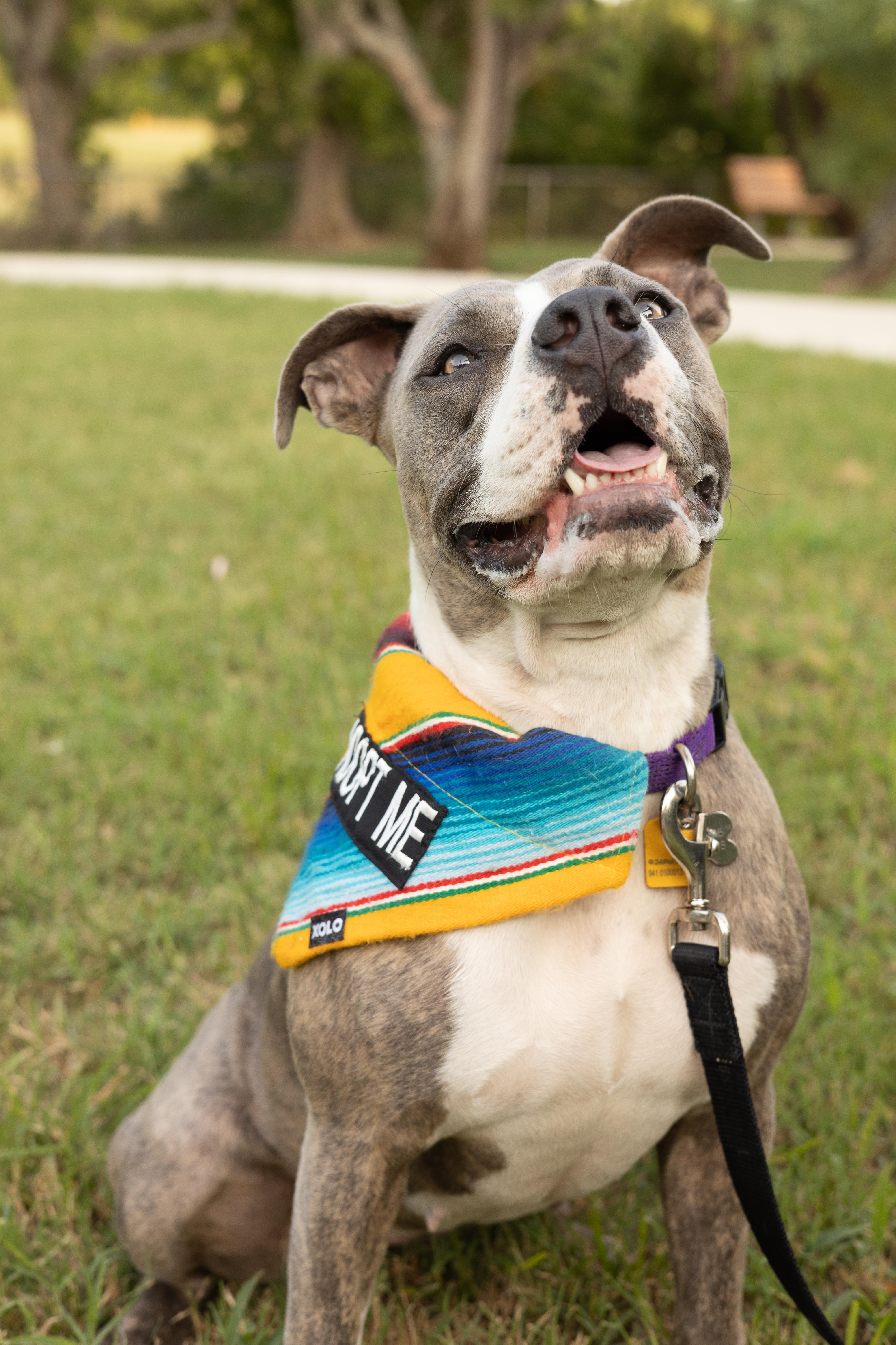 Enlarge Susie, a Adoptable mixed breed in Georgetown, TX image 4/6