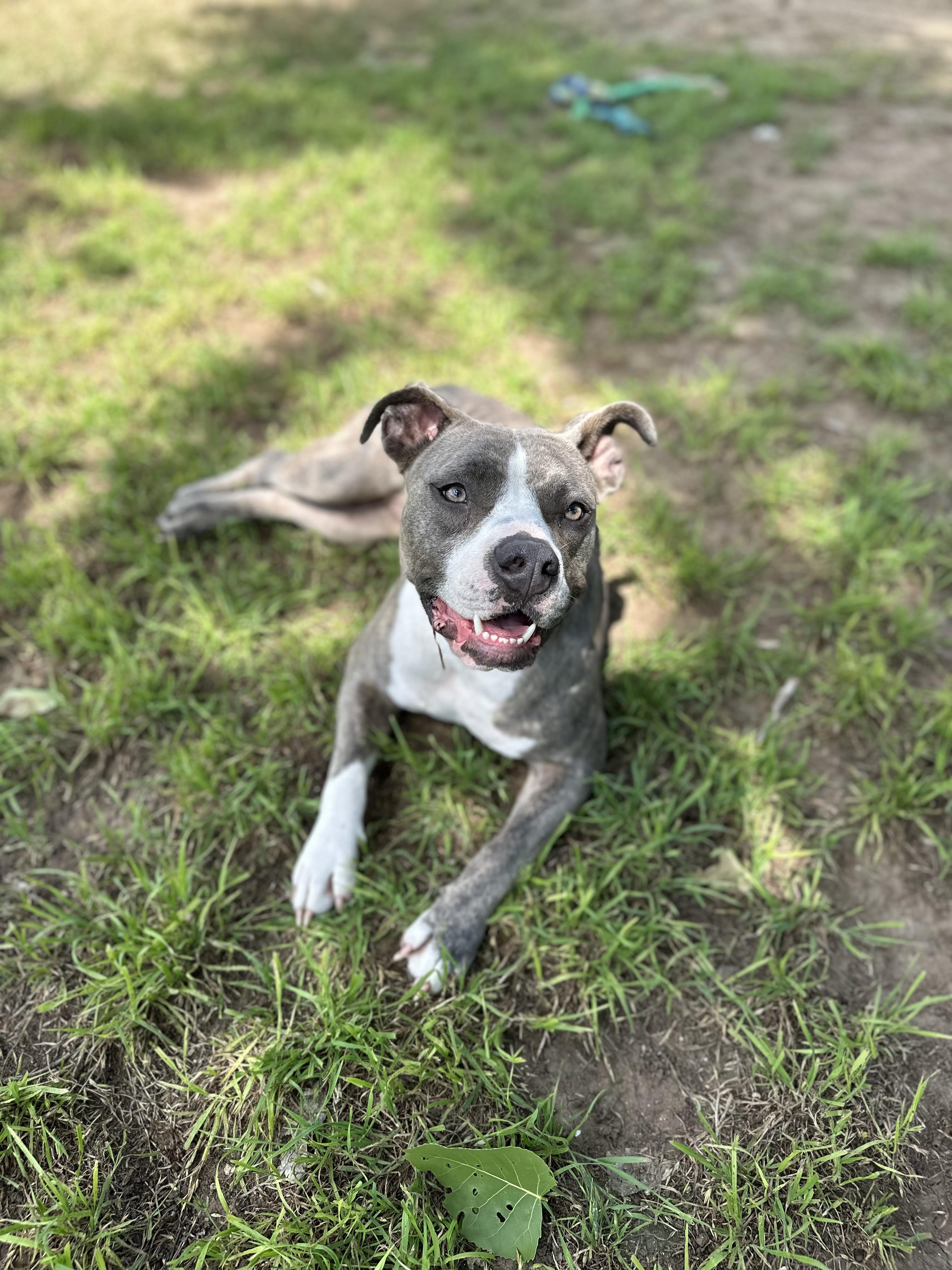 Enlarge Susie, a Adoptable mixed breed in Georgetown, TX image 5/6
