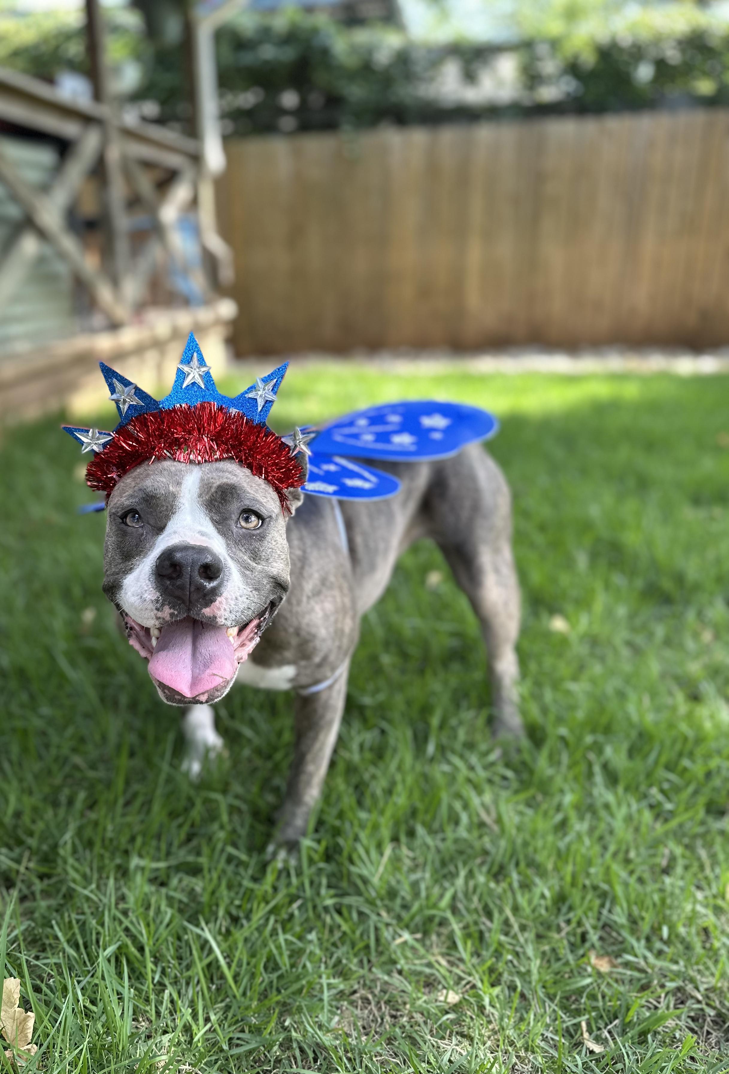 Enlarge Susie, a Adoptable mixed breed in Georgetown, TX image 6/6
