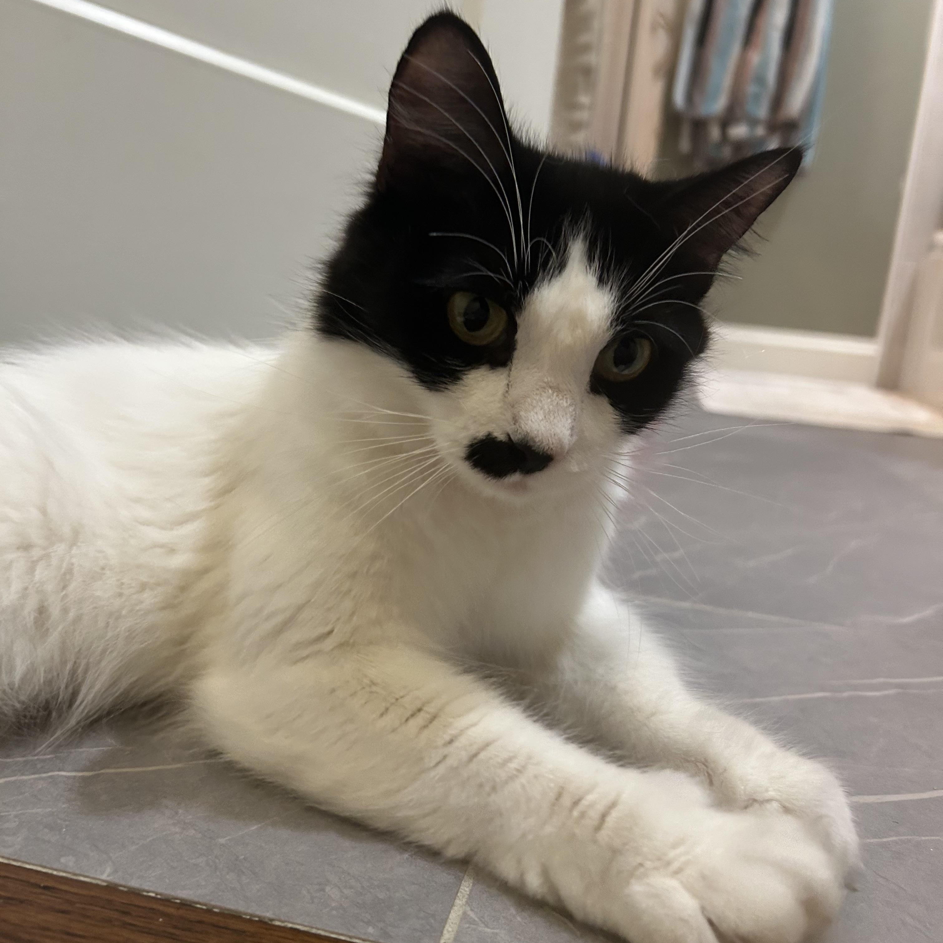 Tetra - Under The Sea