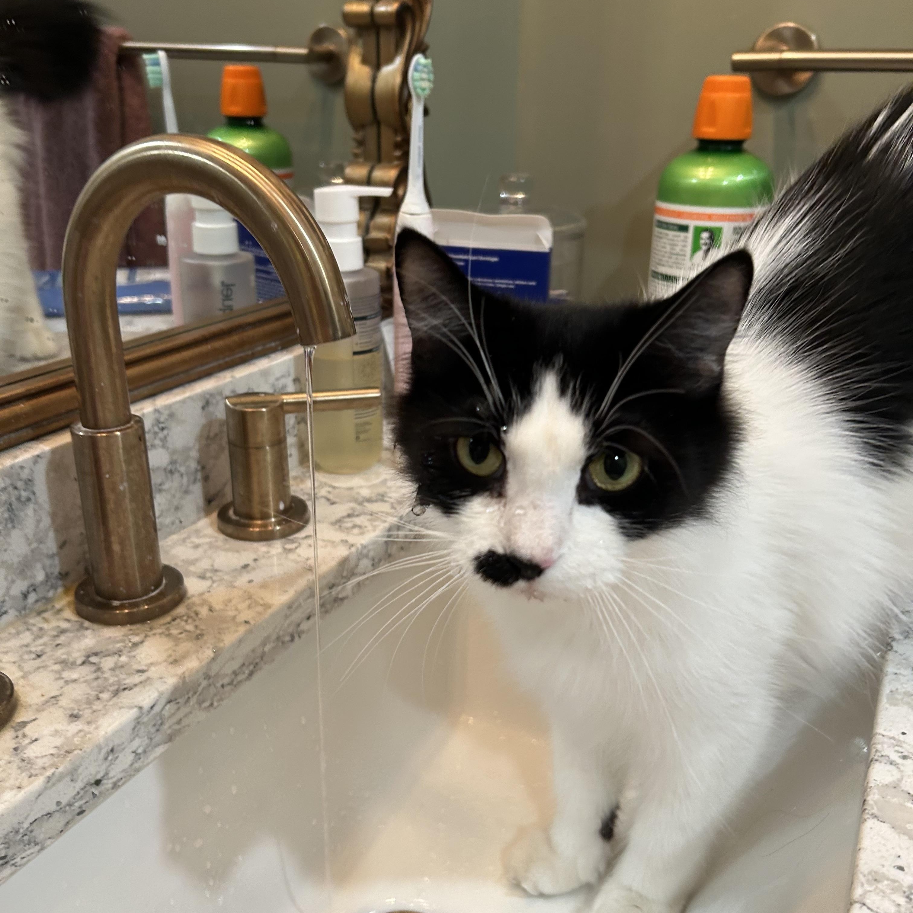 Tetra - Under The Sea