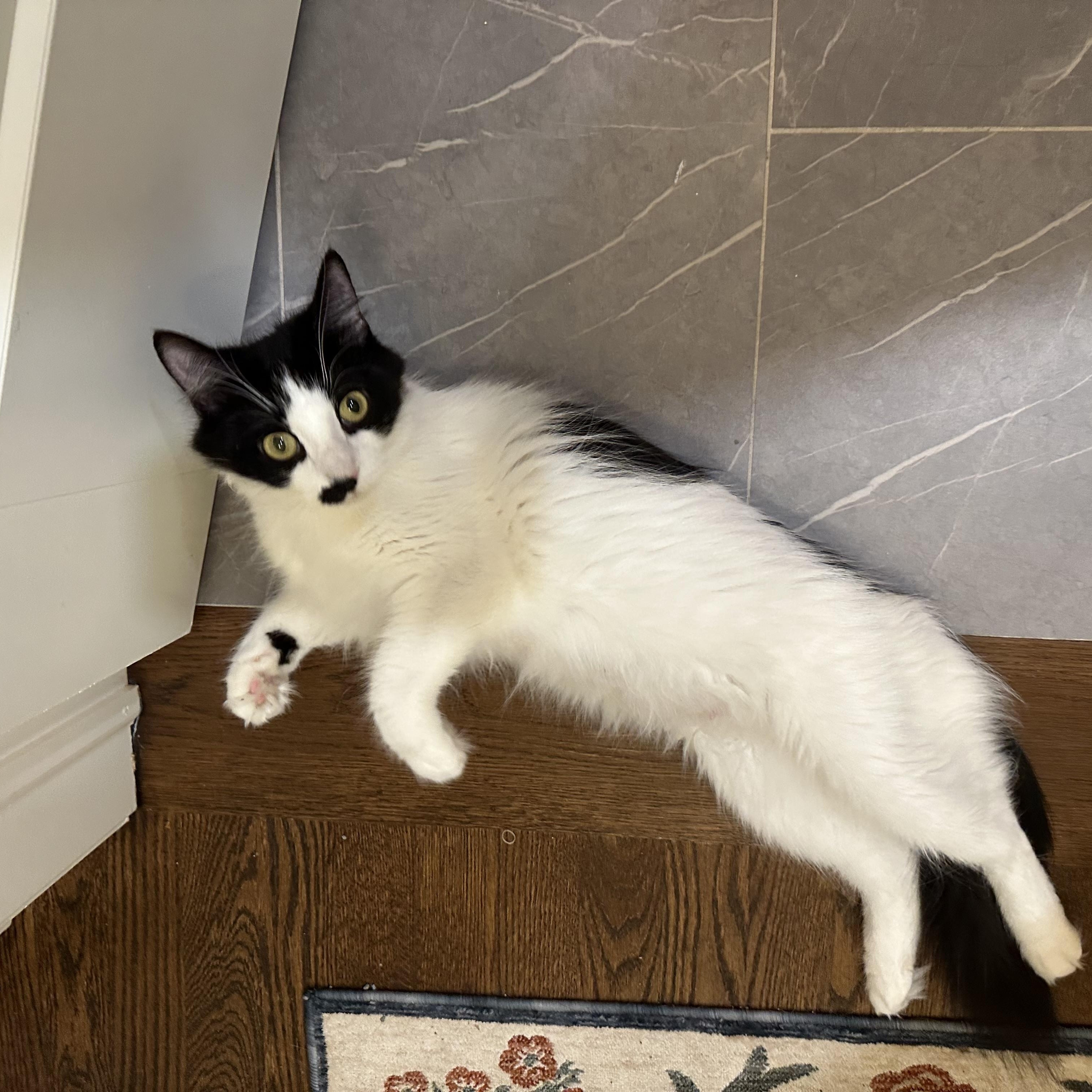 Tetra - Under The Sea