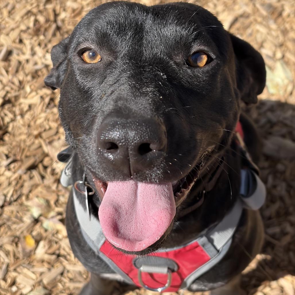 Lorena, a Adoptable mixed breed in Bend, OR image 1/6