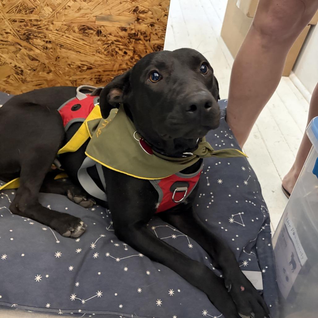 Lorena, a Adoptable mixed breed in Bend, OR image 3/6