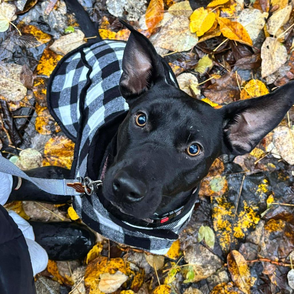 Lorena, a Adoptable mixed breed in Bend, OR image 4/6