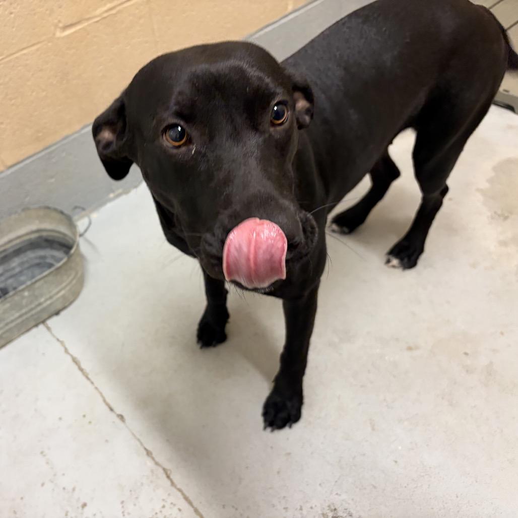 Lorena, a Adoptable mixed breed in Bend, OR image 5/6