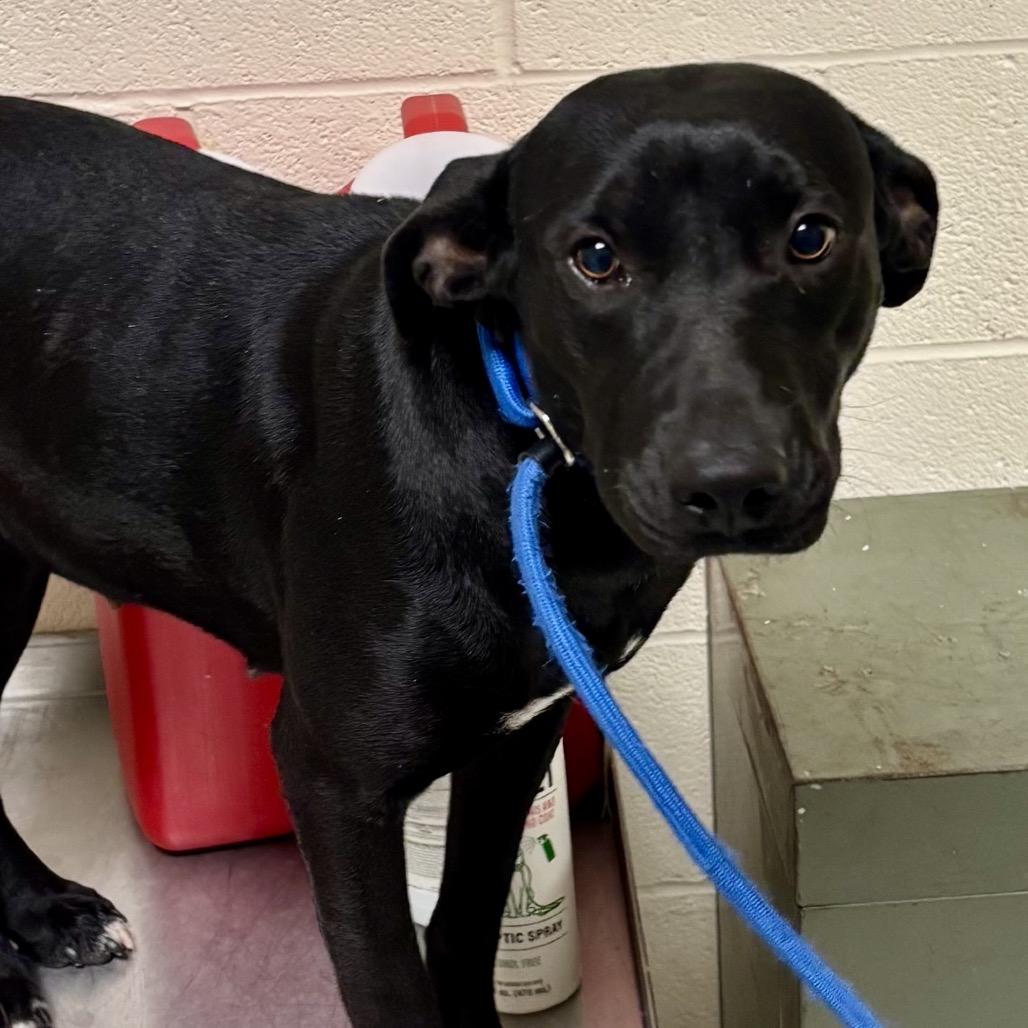 Lorena, a Adoptable mixed breed in Bend, OR image 6/6