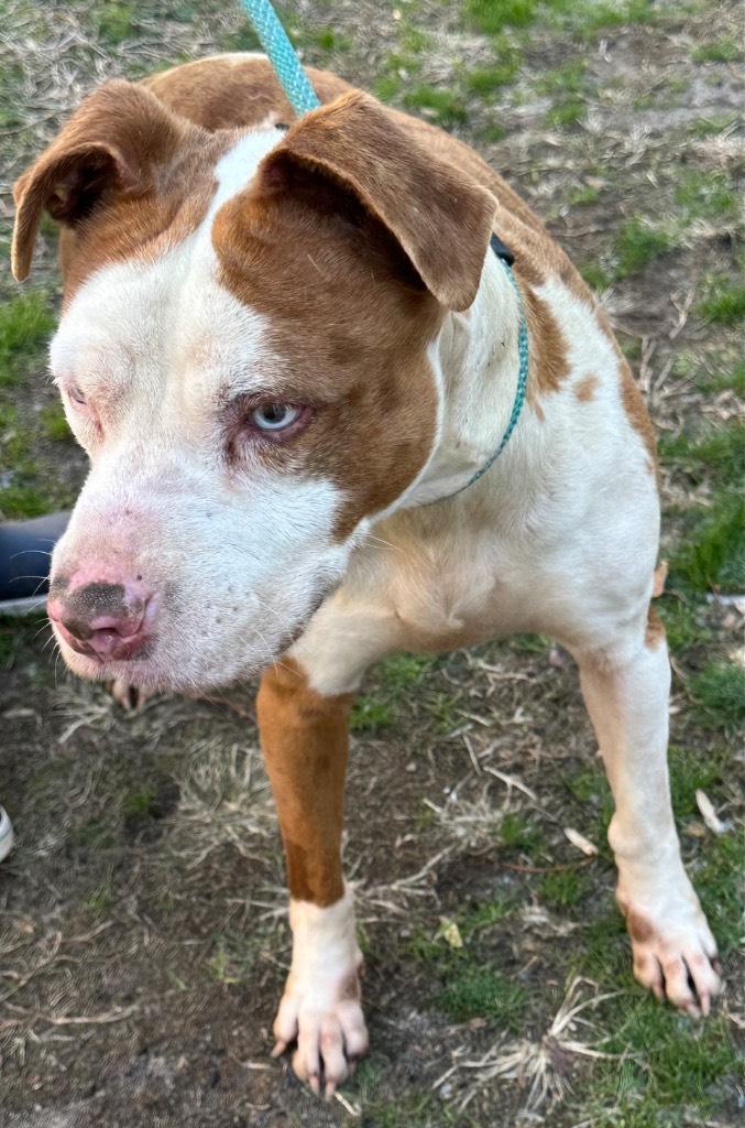 Frankie, beautiful and sweet, loves everyone, great family pet !