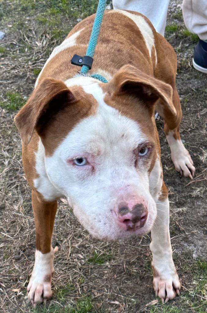 Frankie, beautiful and sweet, loves everyone, great family pet !