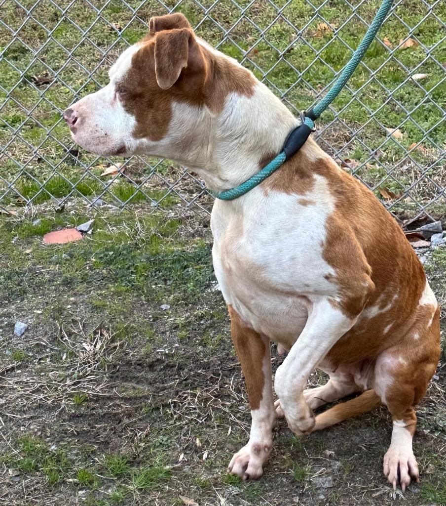 Frankie, beautiful and sweet, loves everyone, great family pet !