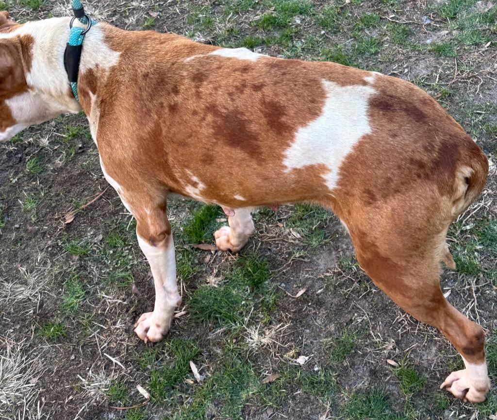 Frankie, beautiful and sweet, loves everyone, great family pet !