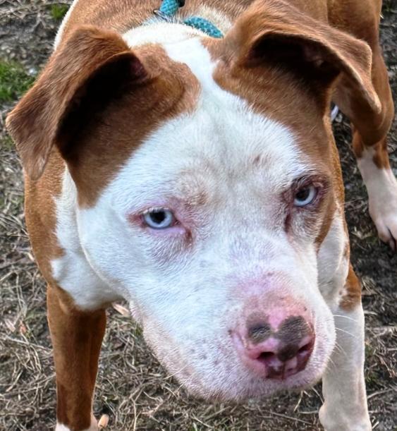 Frankie, beautiful and sweet, loves everyone, great family pet !