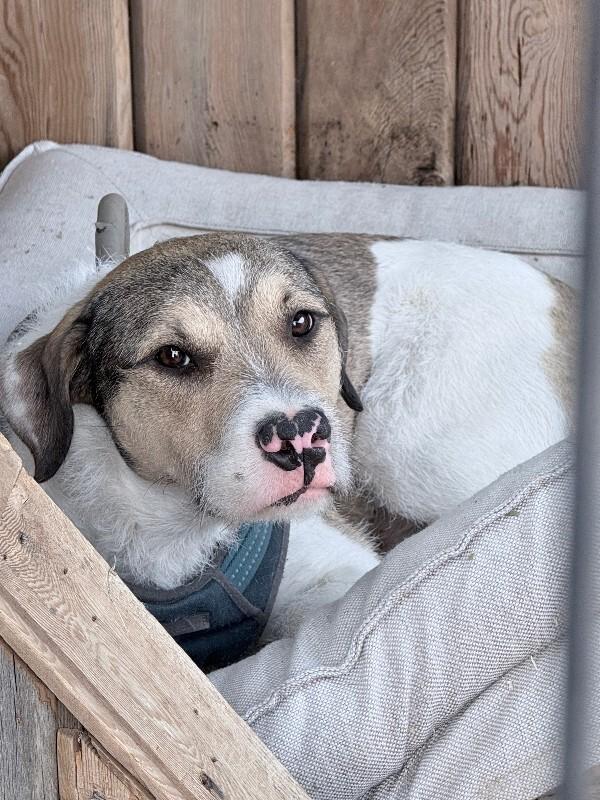 GusGus, Adoptable, Adult Male Dalmatian & Wirehaired Terrier.