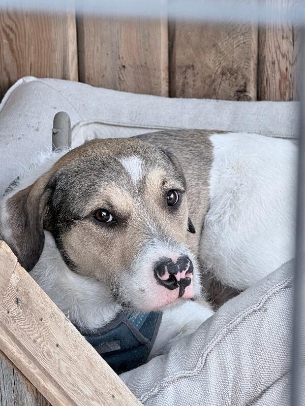 Enlarge GusGus, a Adoptable mixed breed in North Bend, WA image 3/4