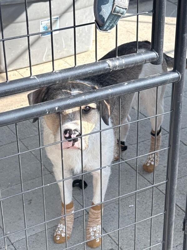 Enlarge GusGus, a Adoptable mixed breed in North Bend, WA image 4/4