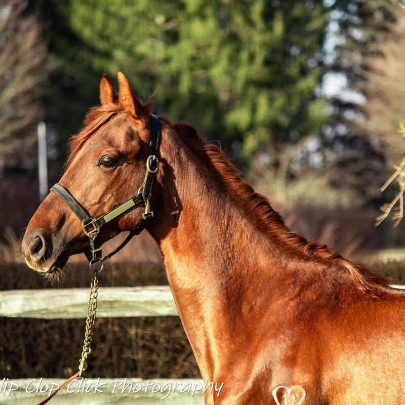 Enlarge Enero -In Evaluation, a Adoptable Saddlebred in Huntington, WV image 3/6