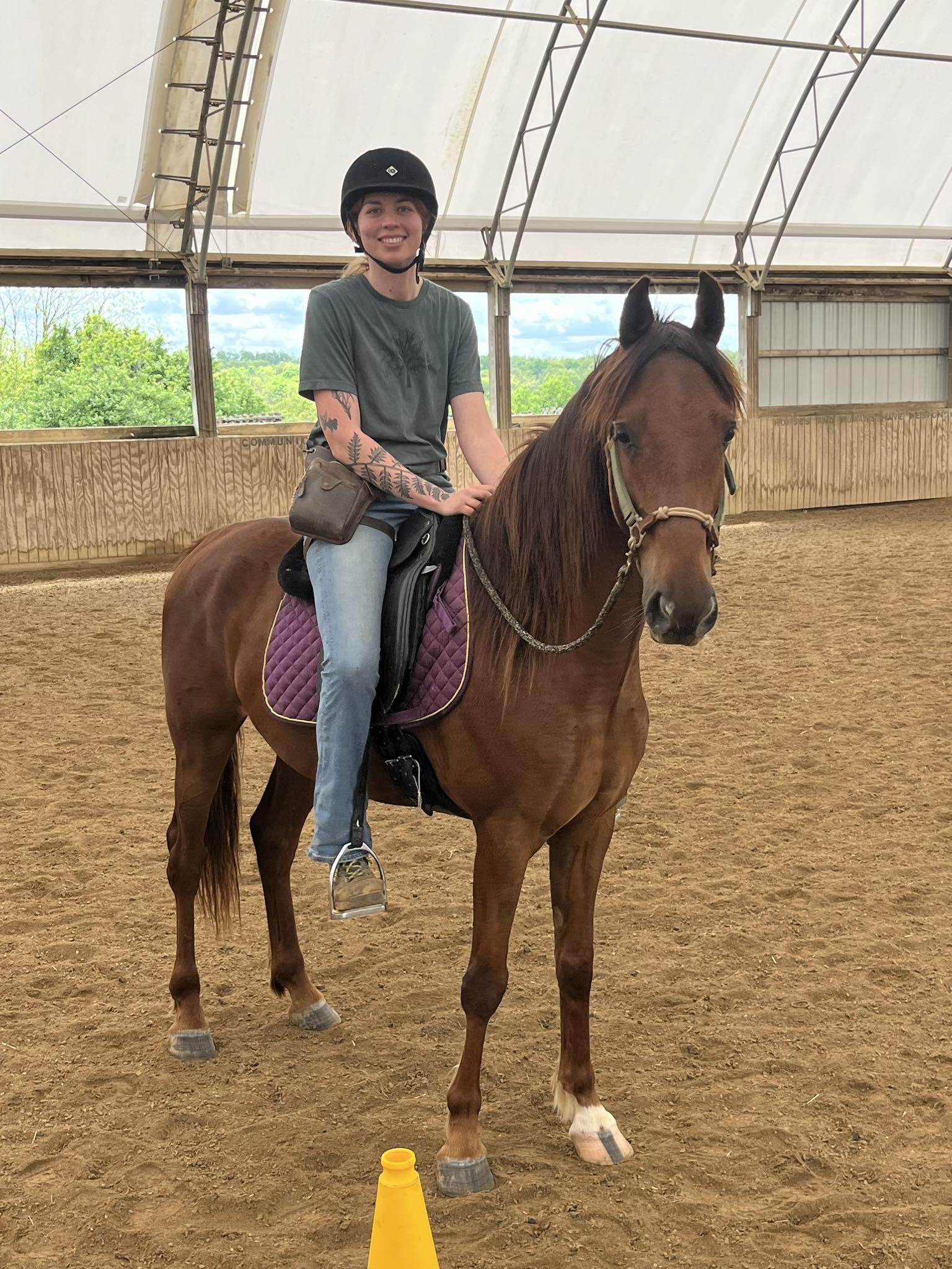 Enlarge Enero  ATFO 2026 Platinum Division , an adoptable Saddlebred in Huntington, WV image 6/6
