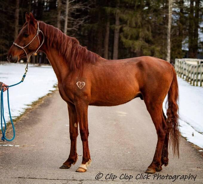 Enlarge Enero -In Evaluation, a Adoptable Saddlebred in Huntington, WV image 4/6