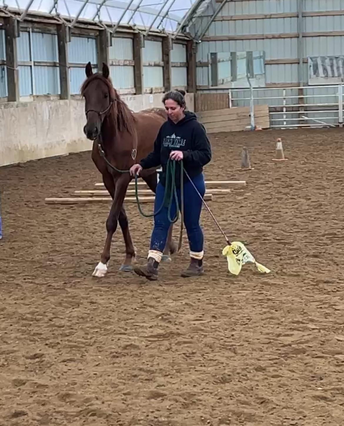 Enlarge Enero -In Evaluation, a Adoptable Saddlebred in Huntington, WV image 5/6
